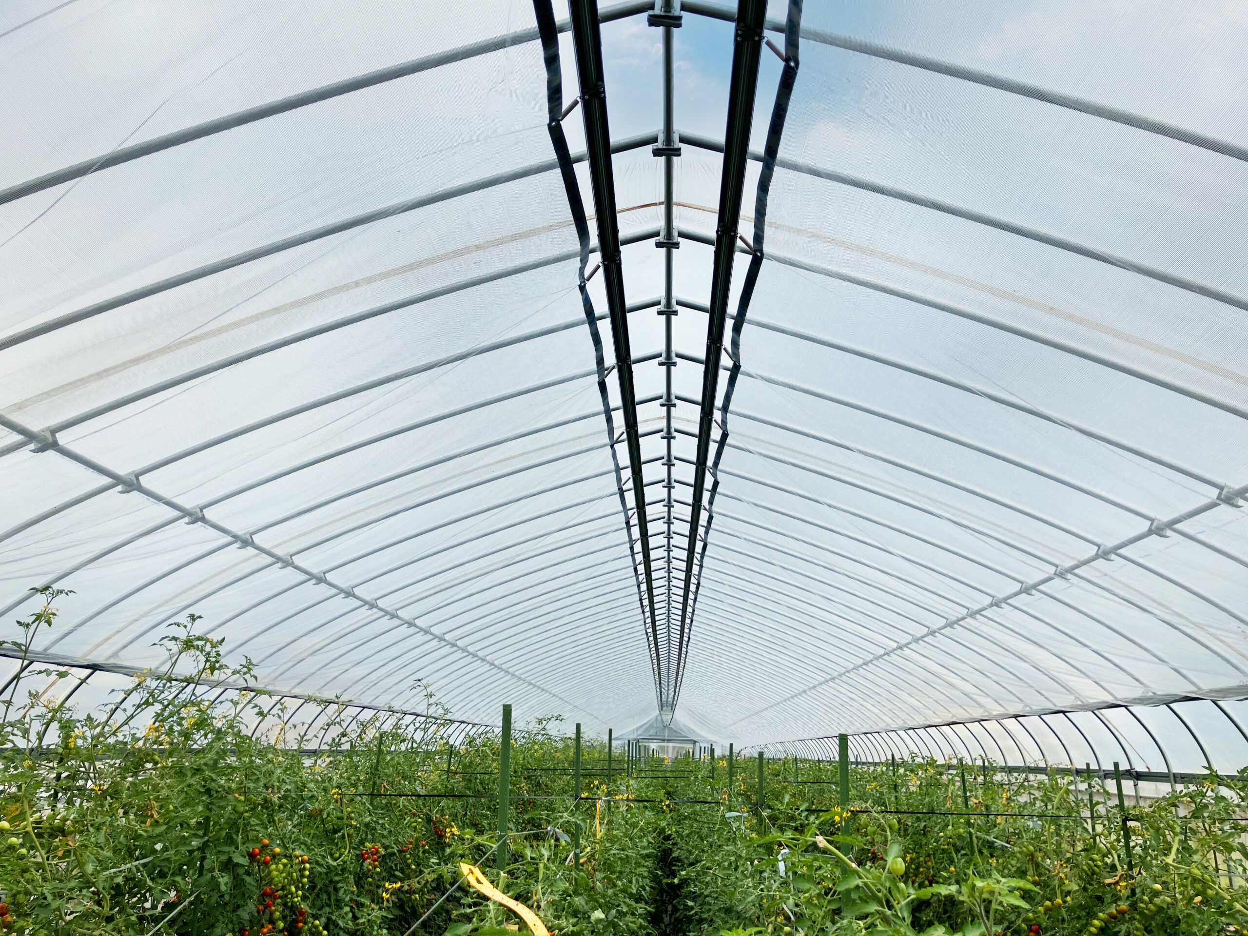 ビニスライダー/ハウス天井