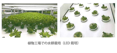 PSP水耕パネルを使用した工場での水耕栽培の様子
