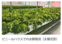 ビニールハウスでの太陽光型水耕栽培の様子