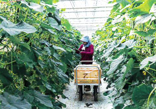 サンタルーフを使用したハウス内キュウリ生育の様子