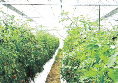 ドリームフィールドを使用したミニトマトハウス栽培