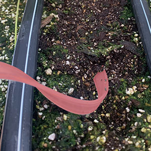 ヒーターに土をかぶせた様子