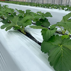 農業用のマルチをかぶせた図