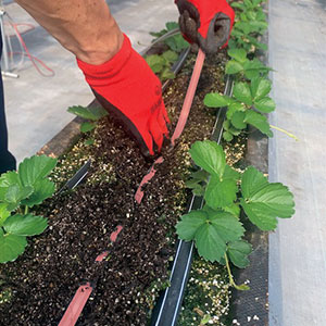 溝を掘りヒーターを敷設する様子