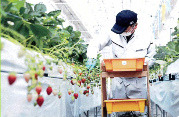 イチゴ農家が生育状況を確認する様子