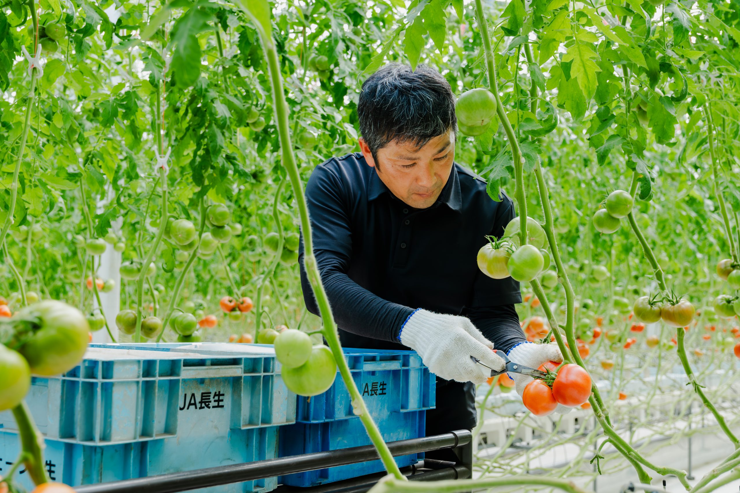 ハウス内大玉トマト収穫の様子