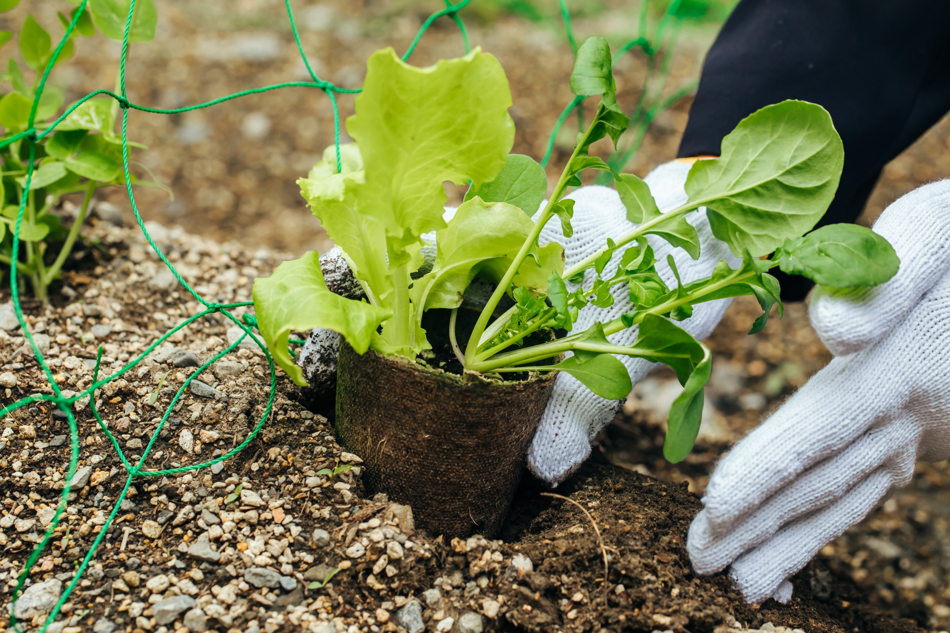 苗を地植えする様子
