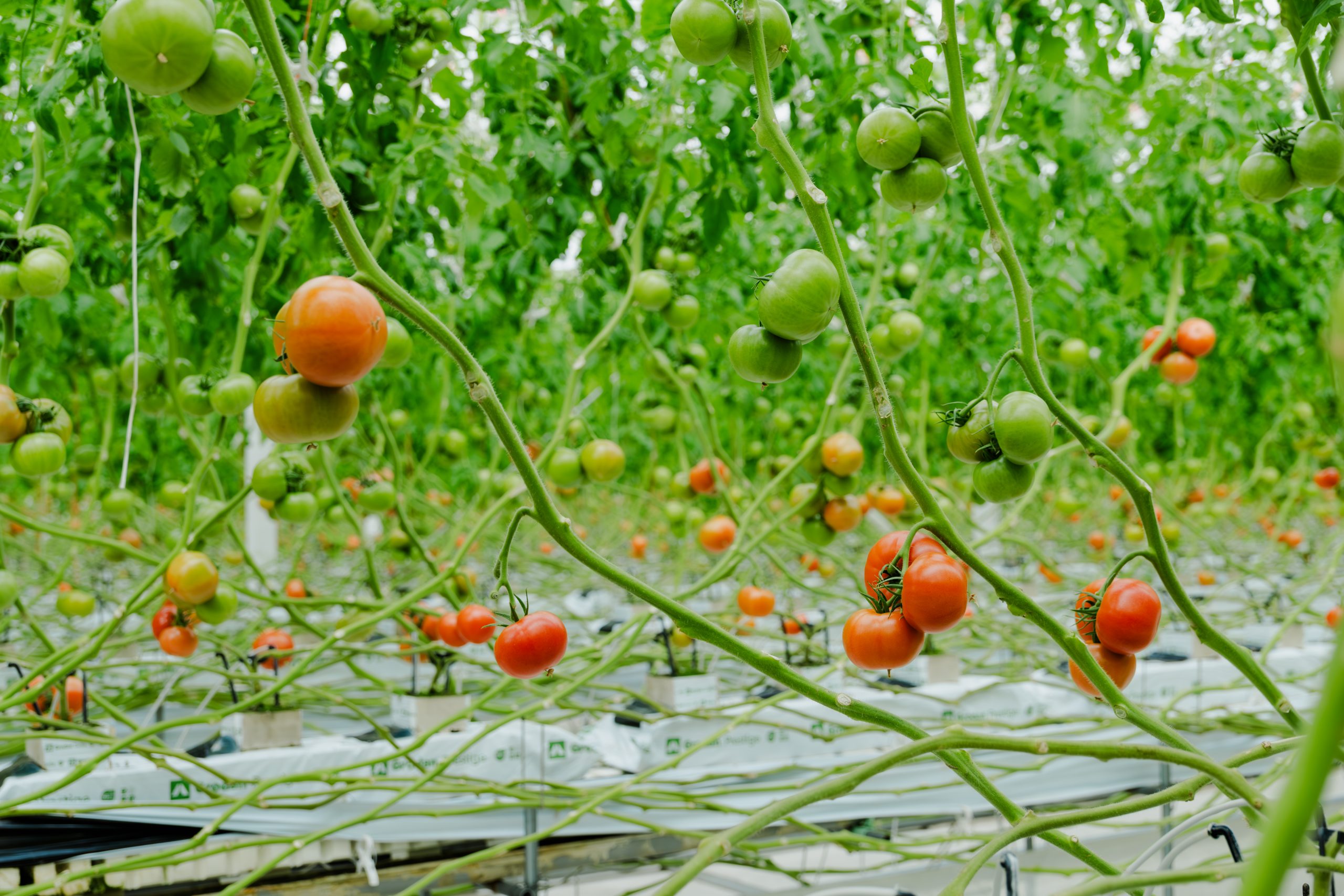 ハウス内大玉トマト生育の様子