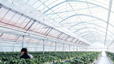 d-1ハウスを使用しているお客様のビニールハウス内様子