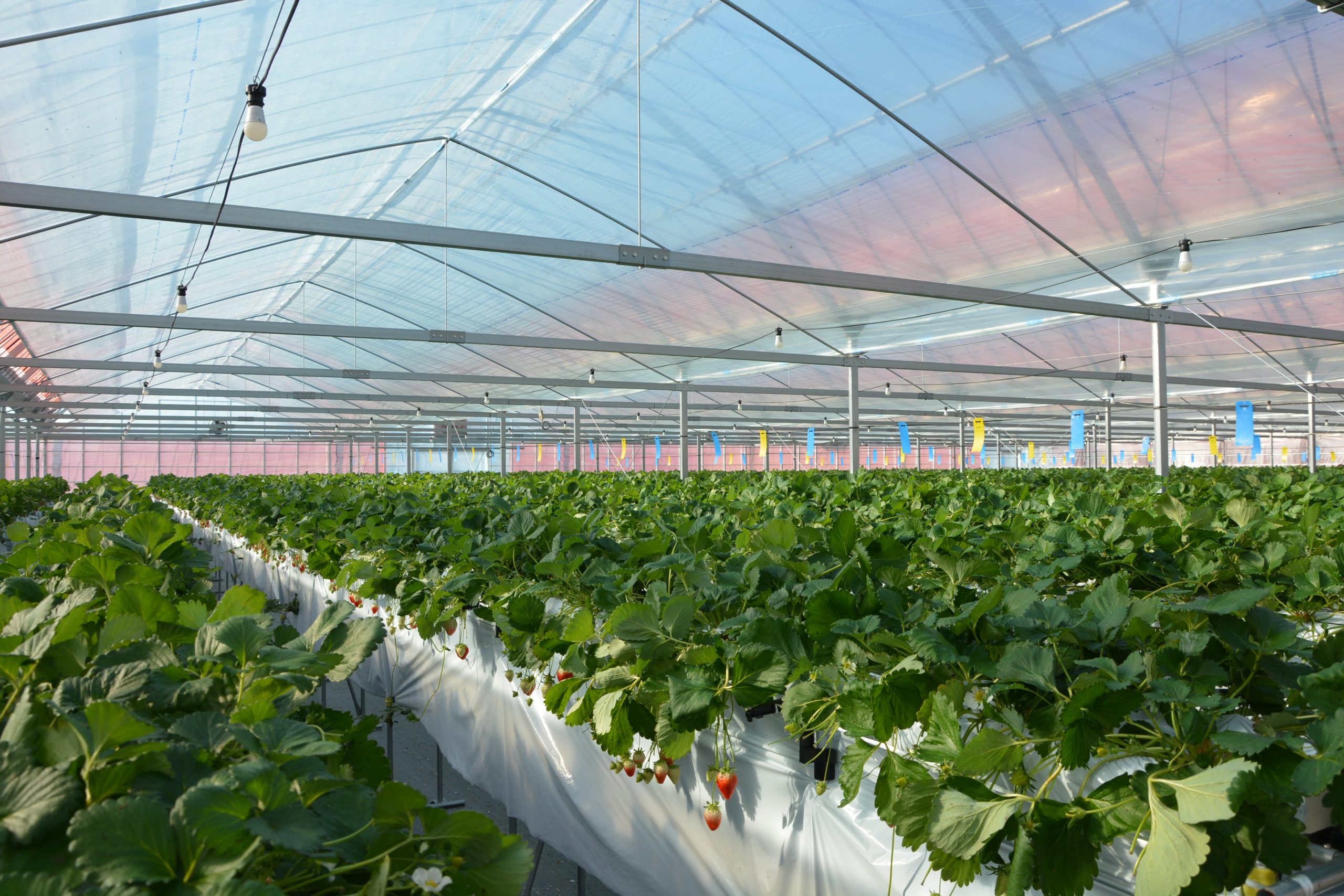 d-1を使ったイチゴハウス