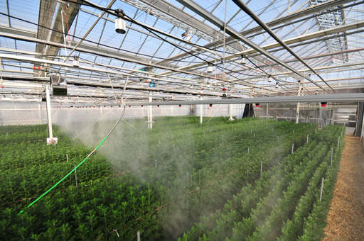 マスプレーでの散布の様子