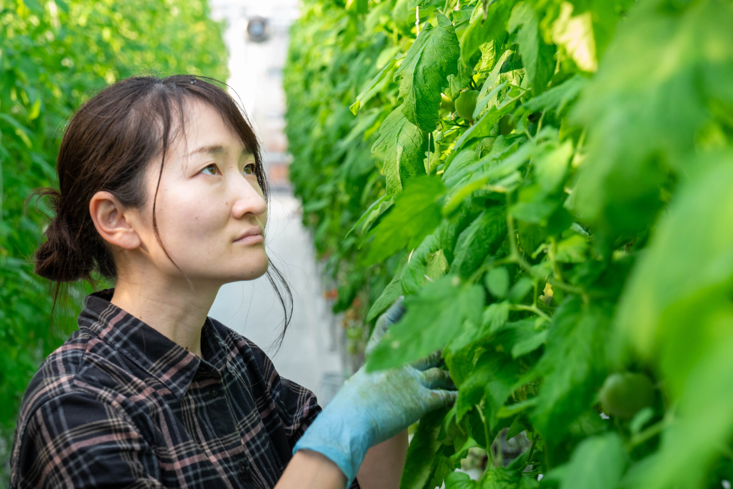 ハウス内で葉を見守る生産者
