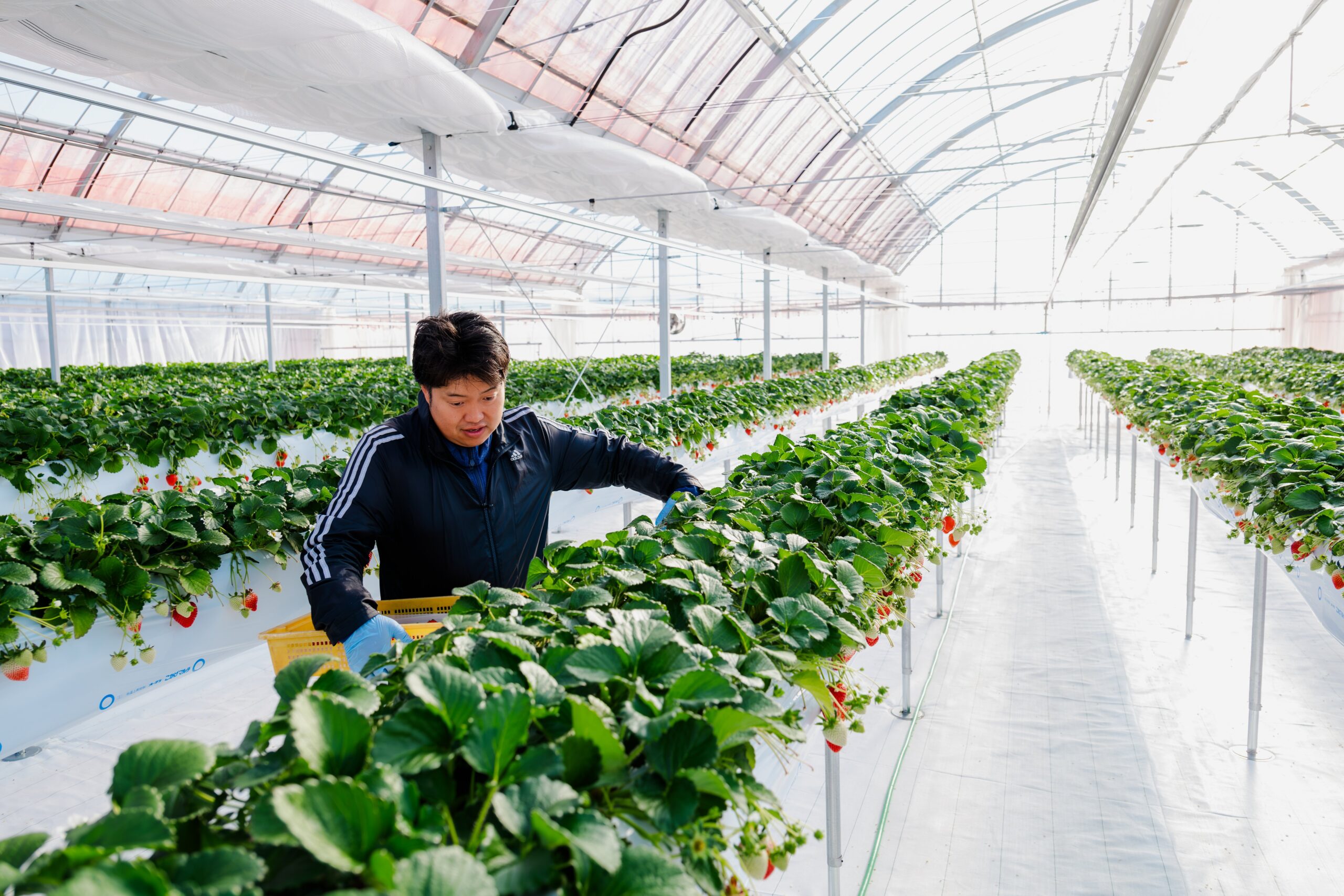 イチゴ栽培ハウス内部