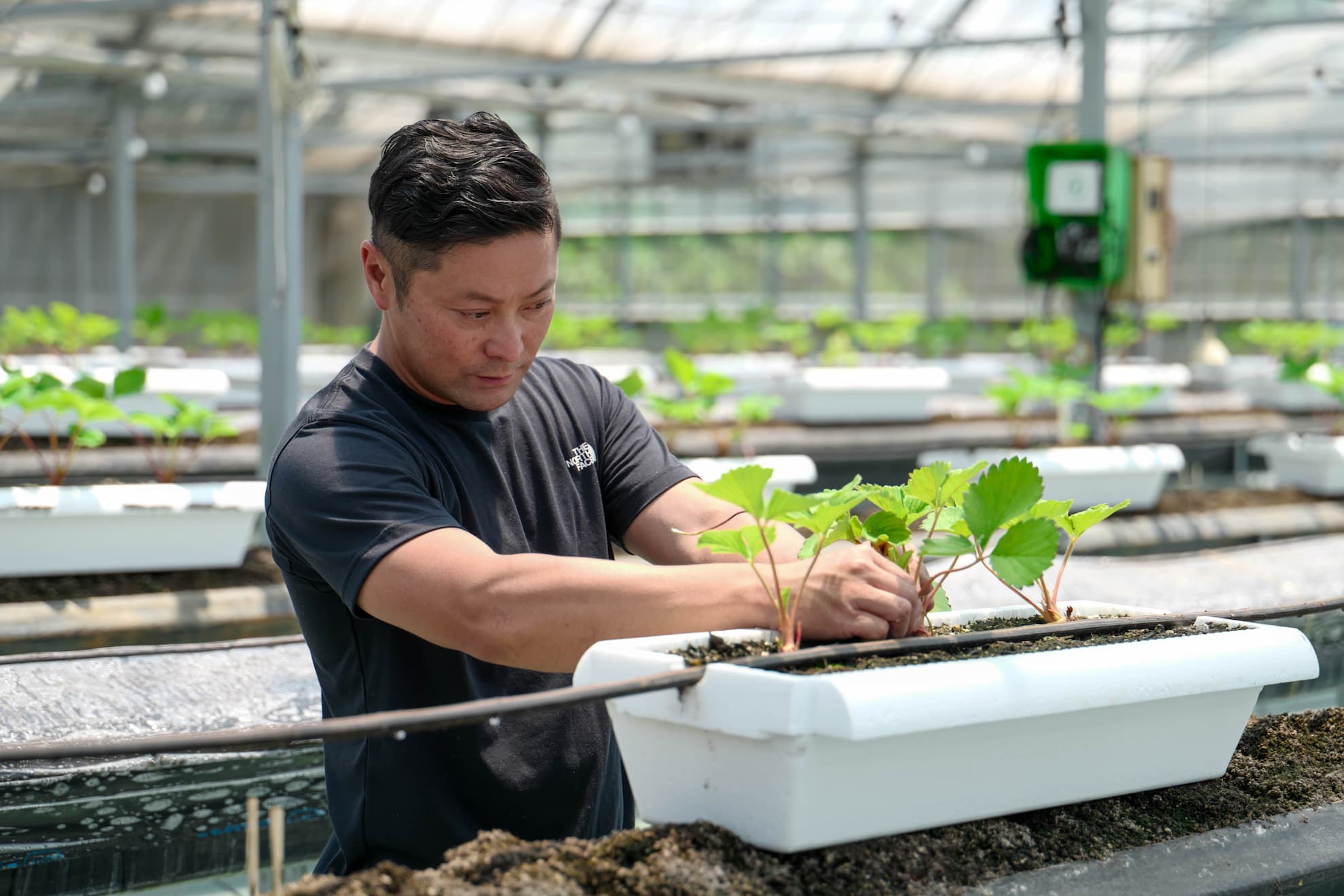 栽培用独立式ベッドにイチゴ苗を植える様子