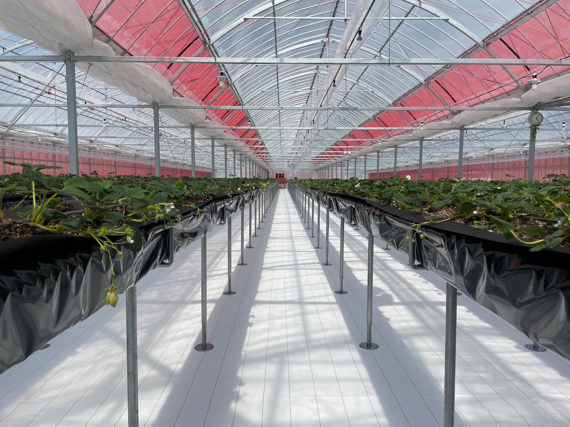 一本足ベンチを使用したイチゴ栽培ハウス