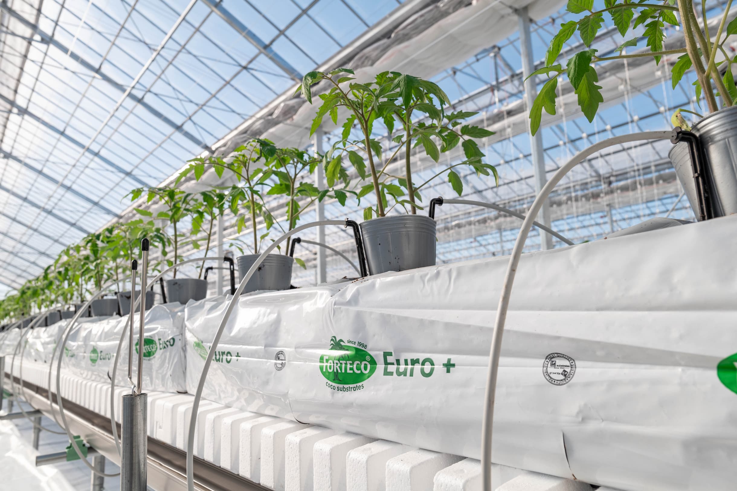 ハウス内生育中の苗の様子