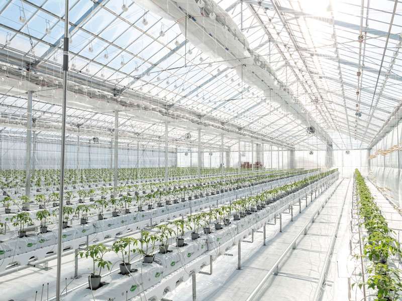 屋根型ハウス内栽培環境