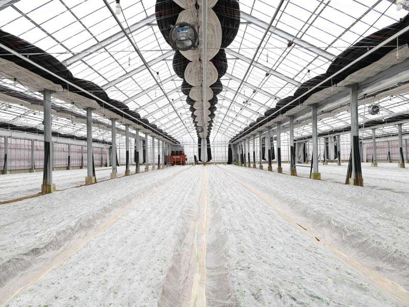 屋根型ハウス内画像2