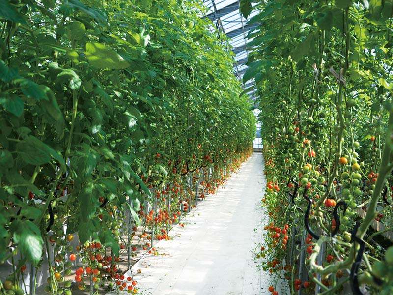 屋根型ハウス内ミニトマト生育