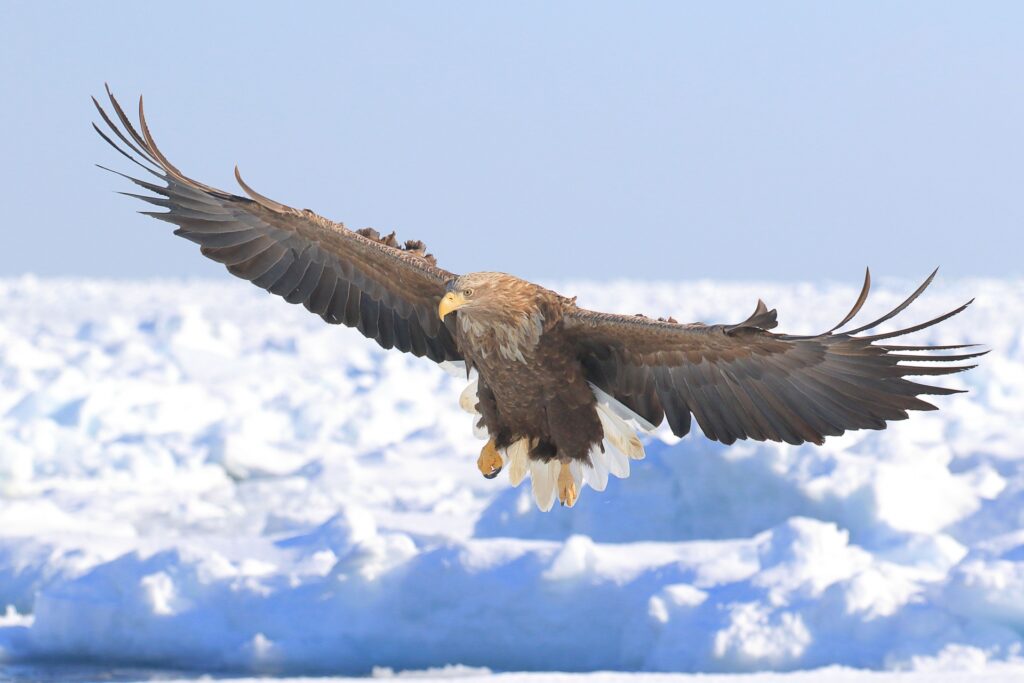 流氷とオジロワシ