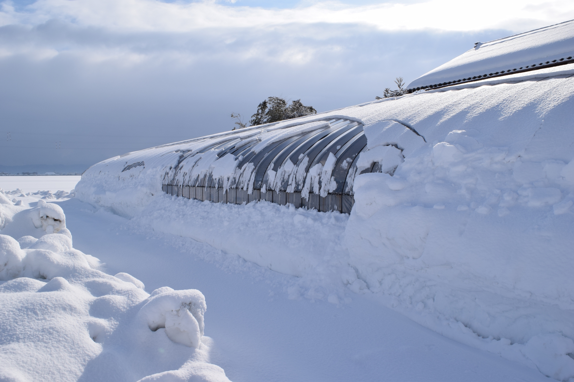 豪雪地帯のビニールハウス