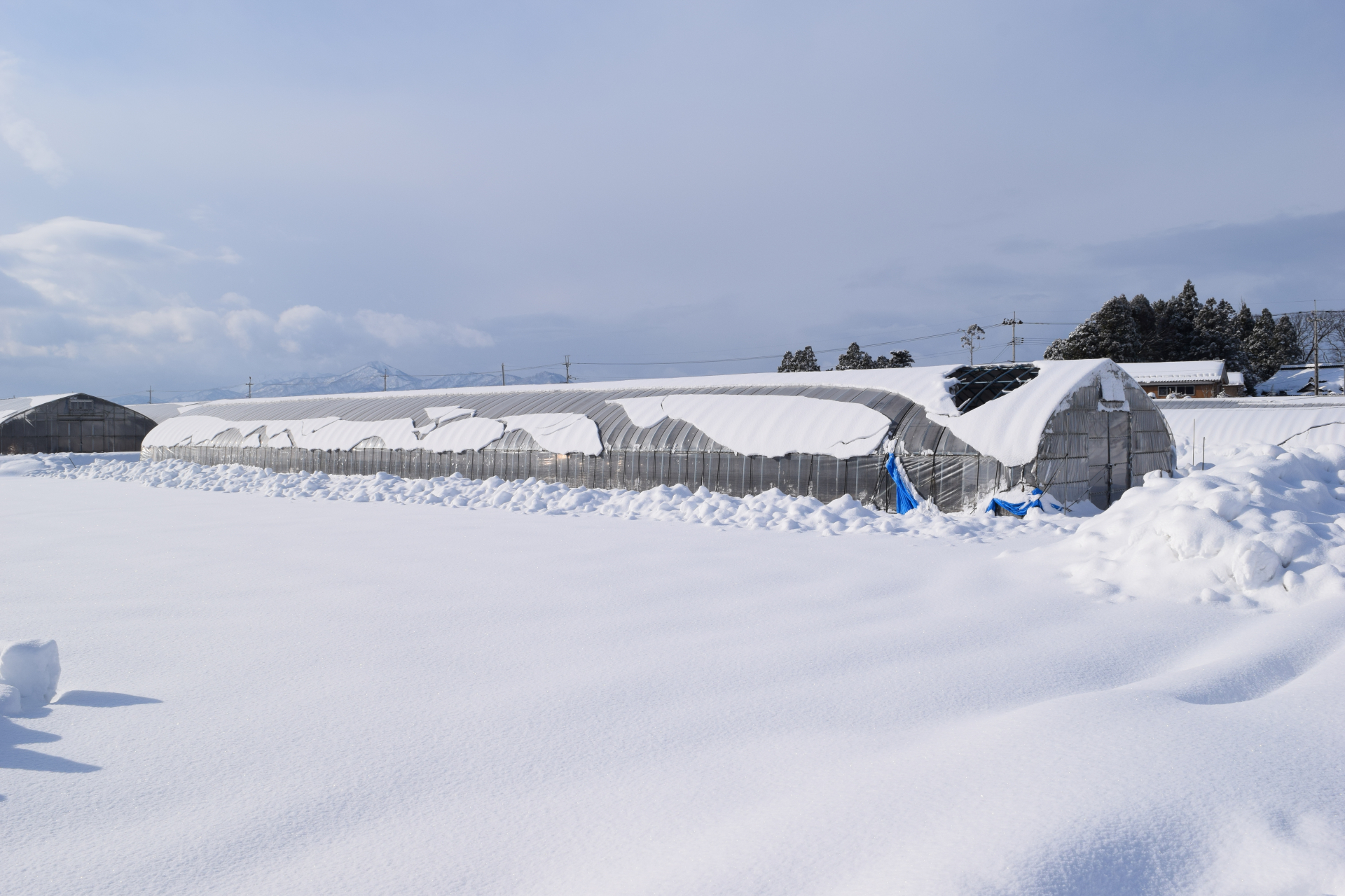 雪が乗ったビニールハウス