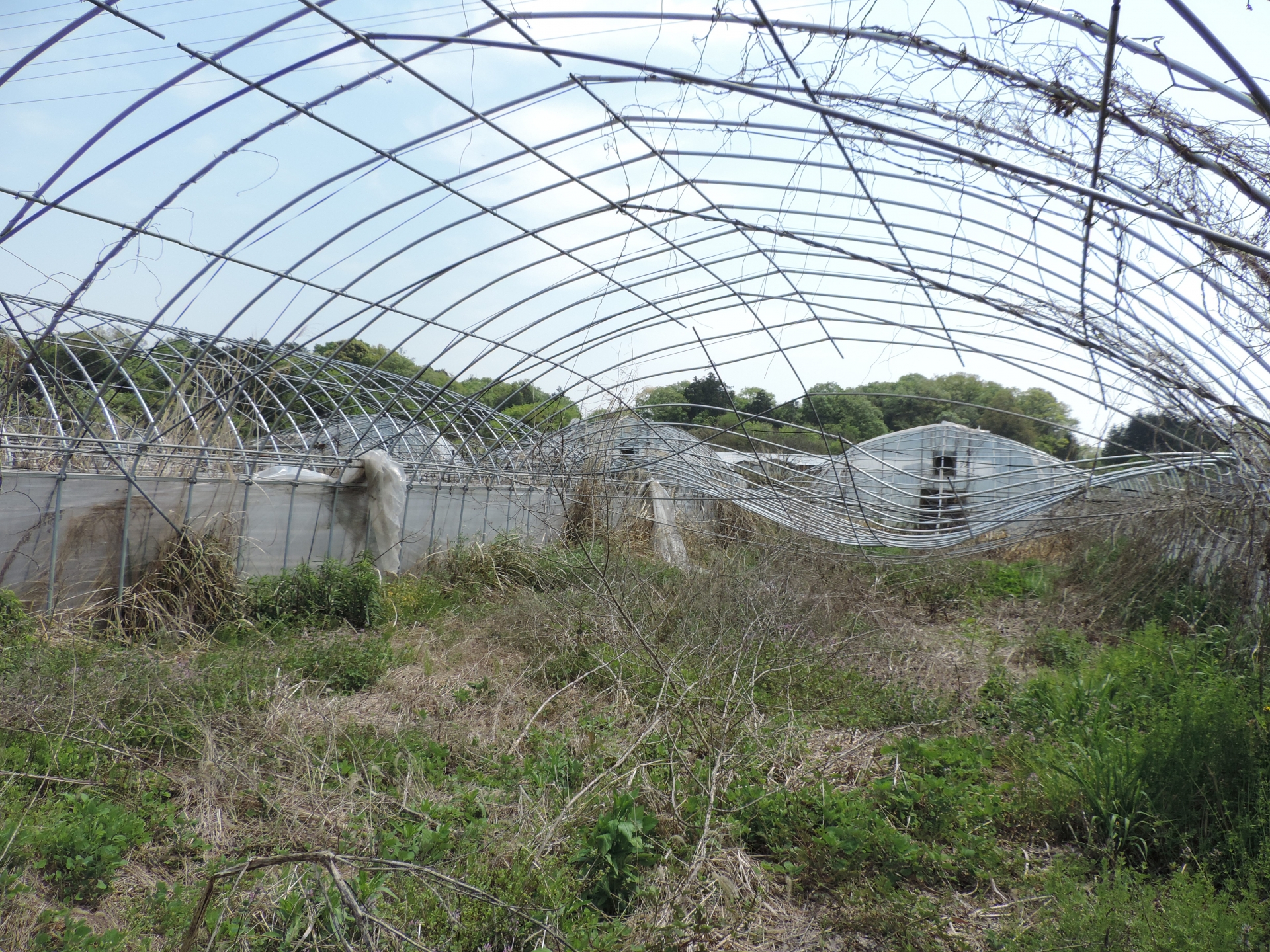 風でビニールがとばされ骨組みだけが残ったハウス
