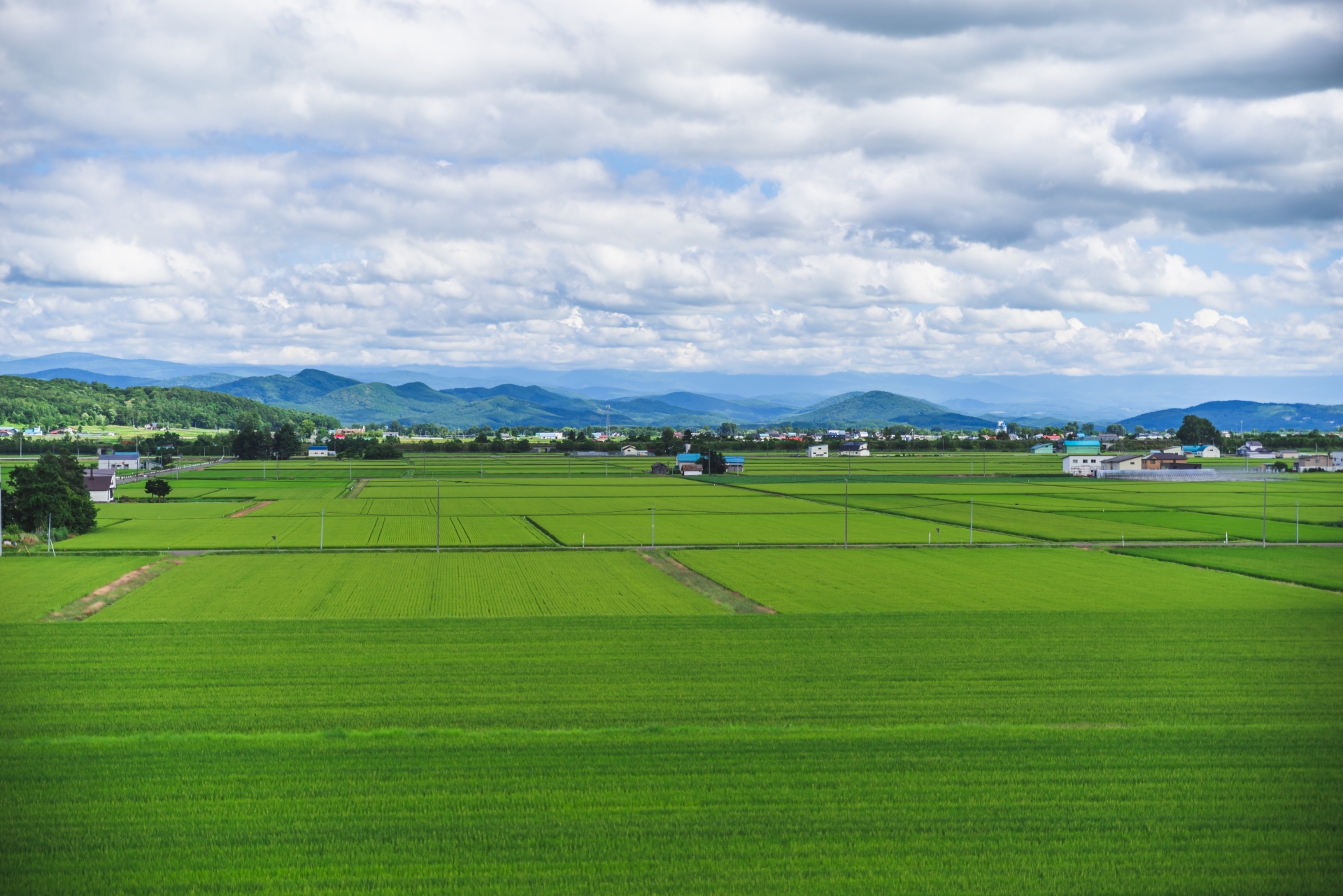 夏の田園風景