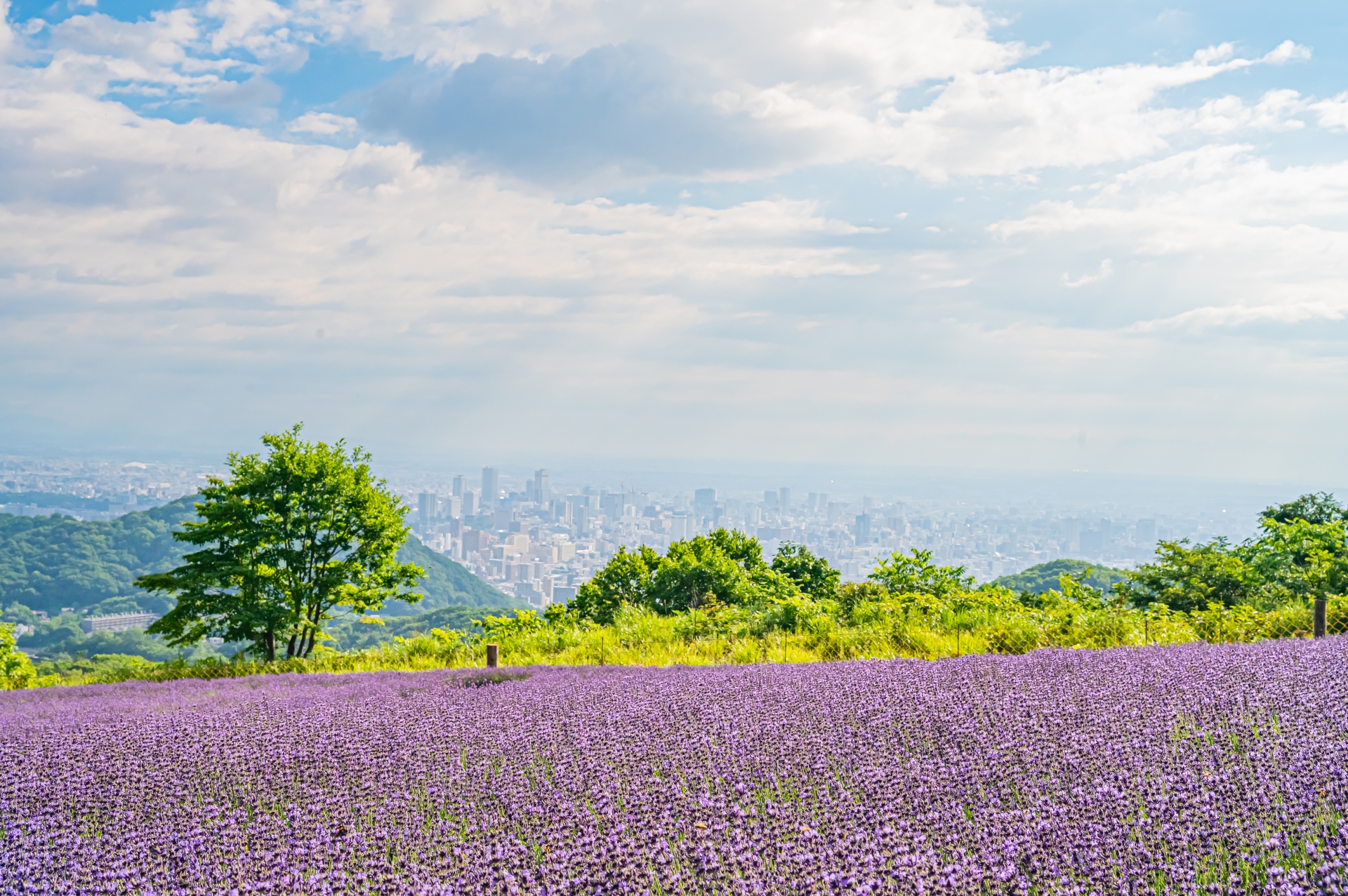 札幌の花畑