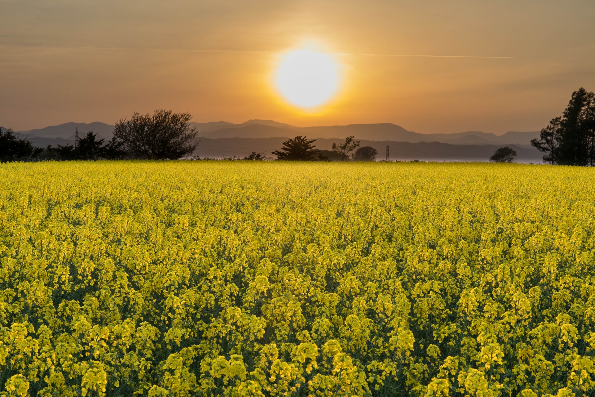 北海道滝川市の菜の花畑