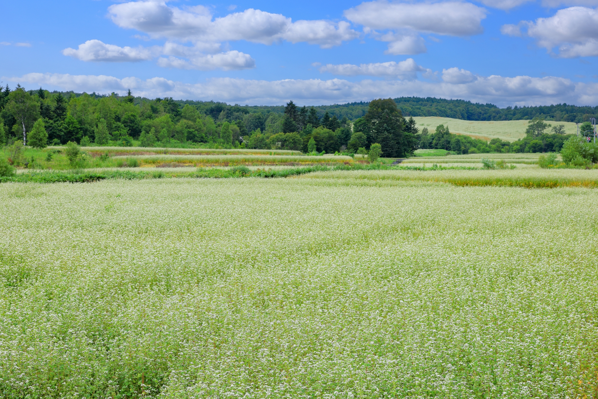 深川市の蕎麦畑　花の季節