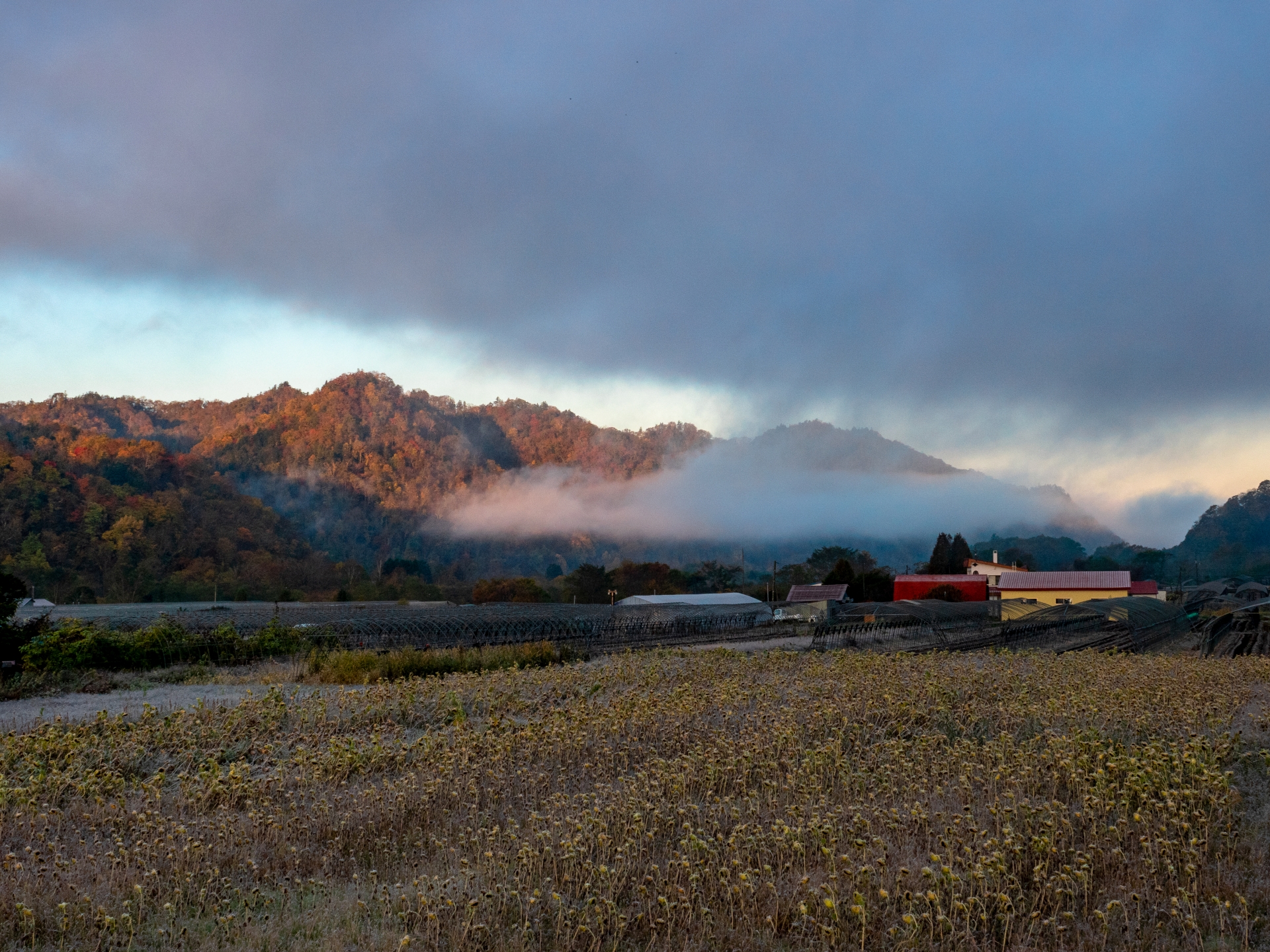 紅葉と朝霧と霜降（北海道夕張市）農地の風景