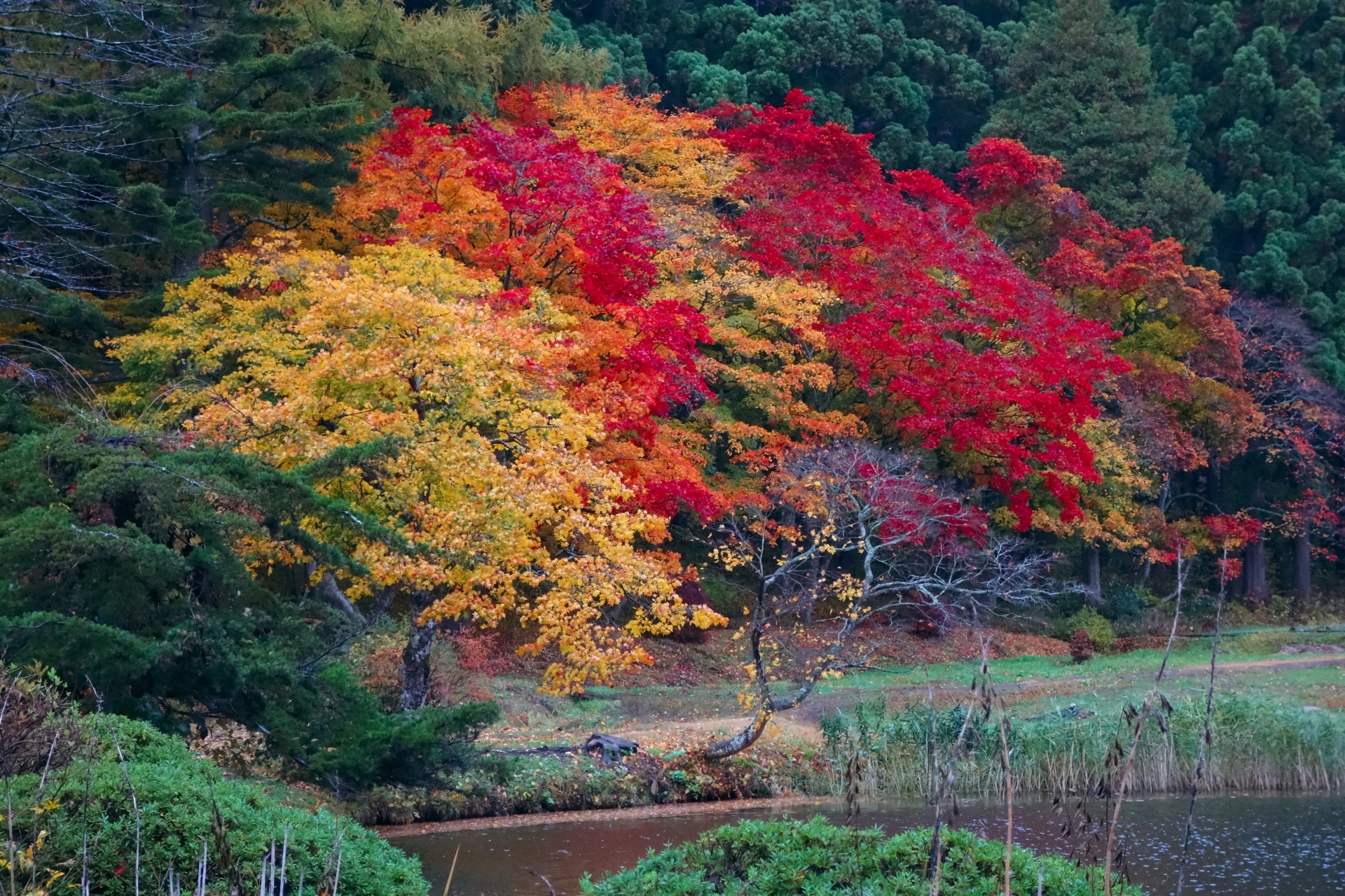浄仙寺の紅葉