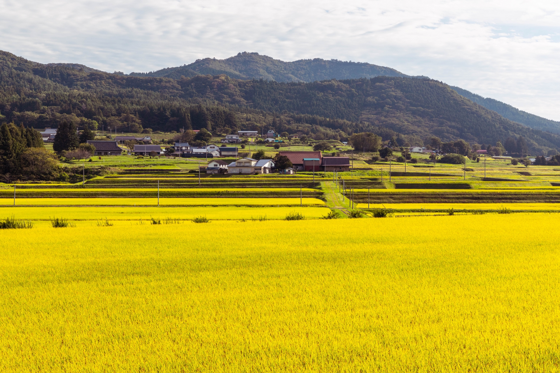 遠野市　黄金色の原風景