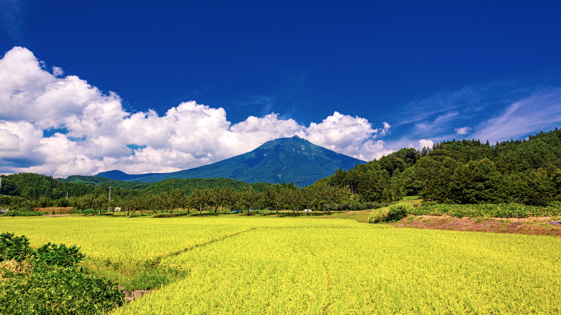 青森県・弘前市 夏の岩木山の風景