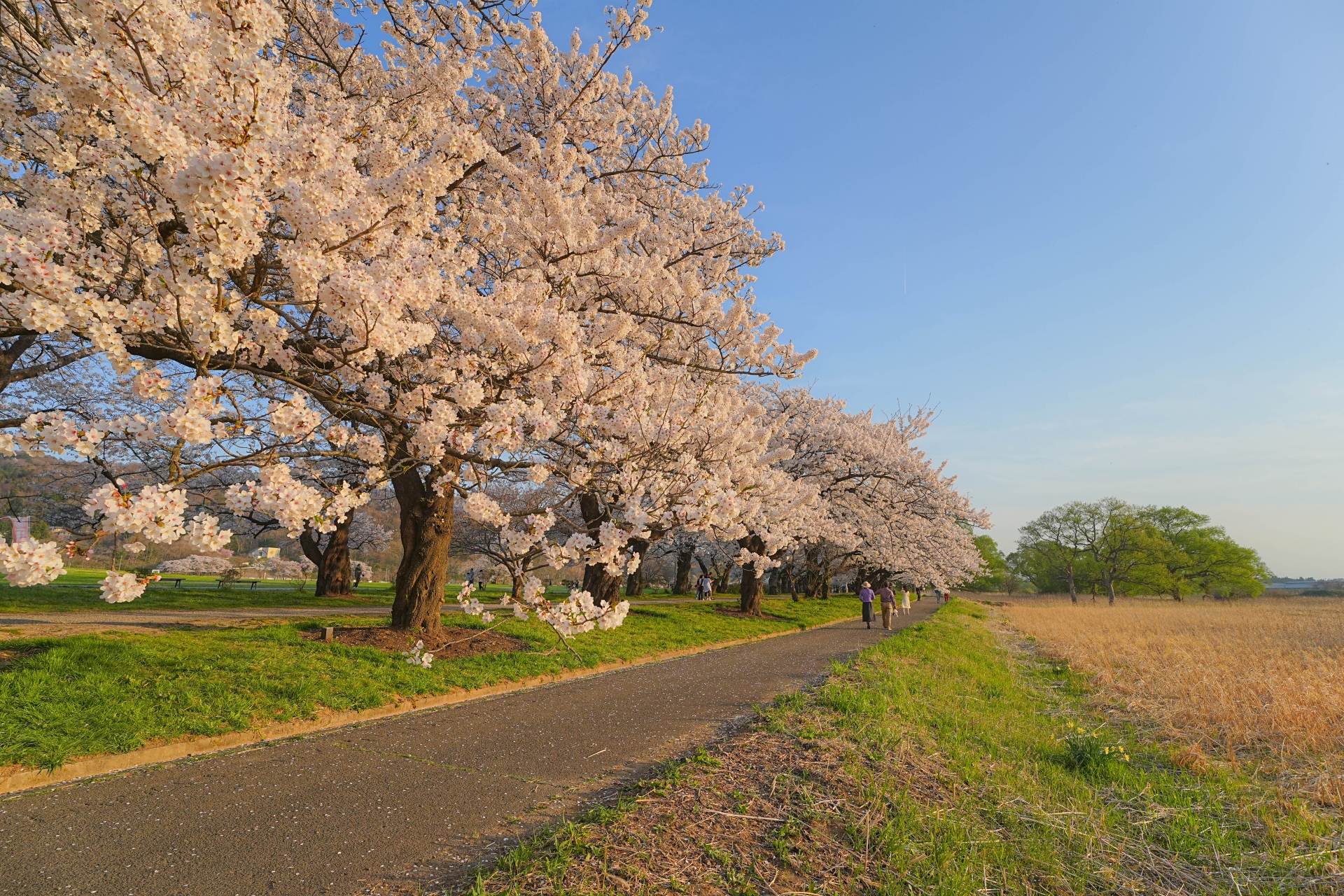 北上市立公園展勝地
