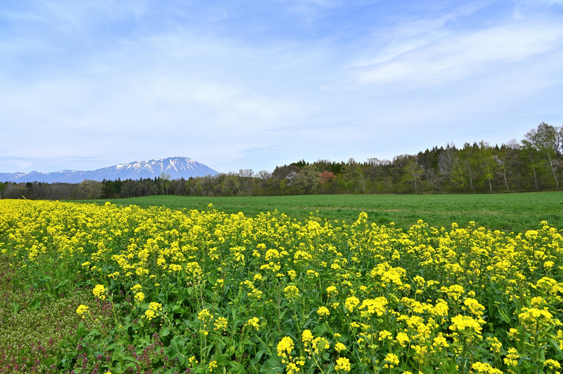 十和田八幡平国立公園の菜の花畑と岩手山