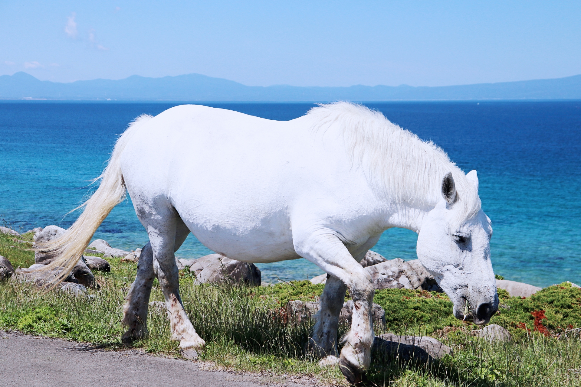 青森県下北に放牧の白馬の寒立馬が歩く画像