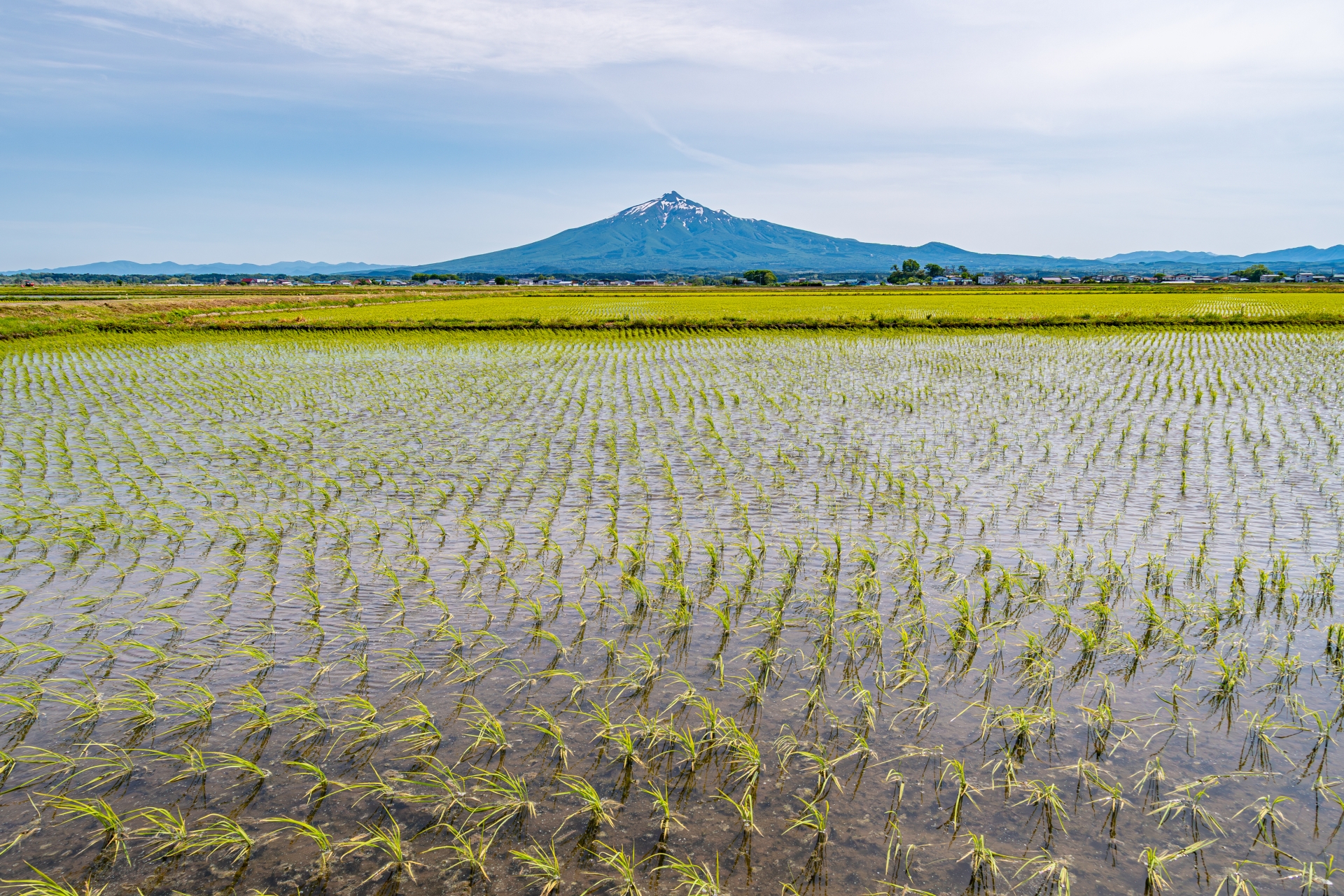 田植えが完了した田んぼと岩木山