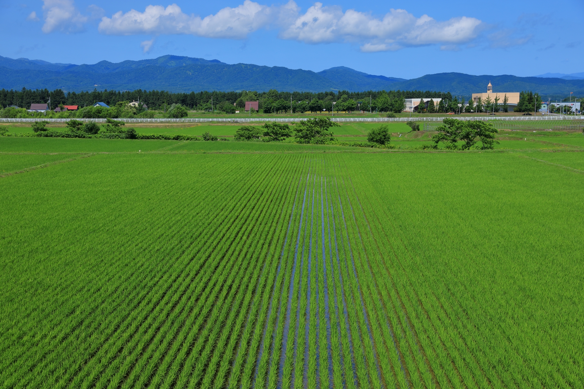 7月の田んぼ(北海道砂川市)