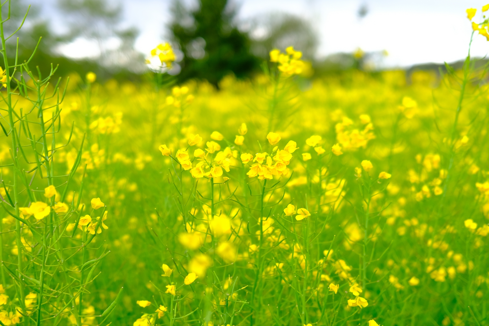 御所湖の菜の花畑