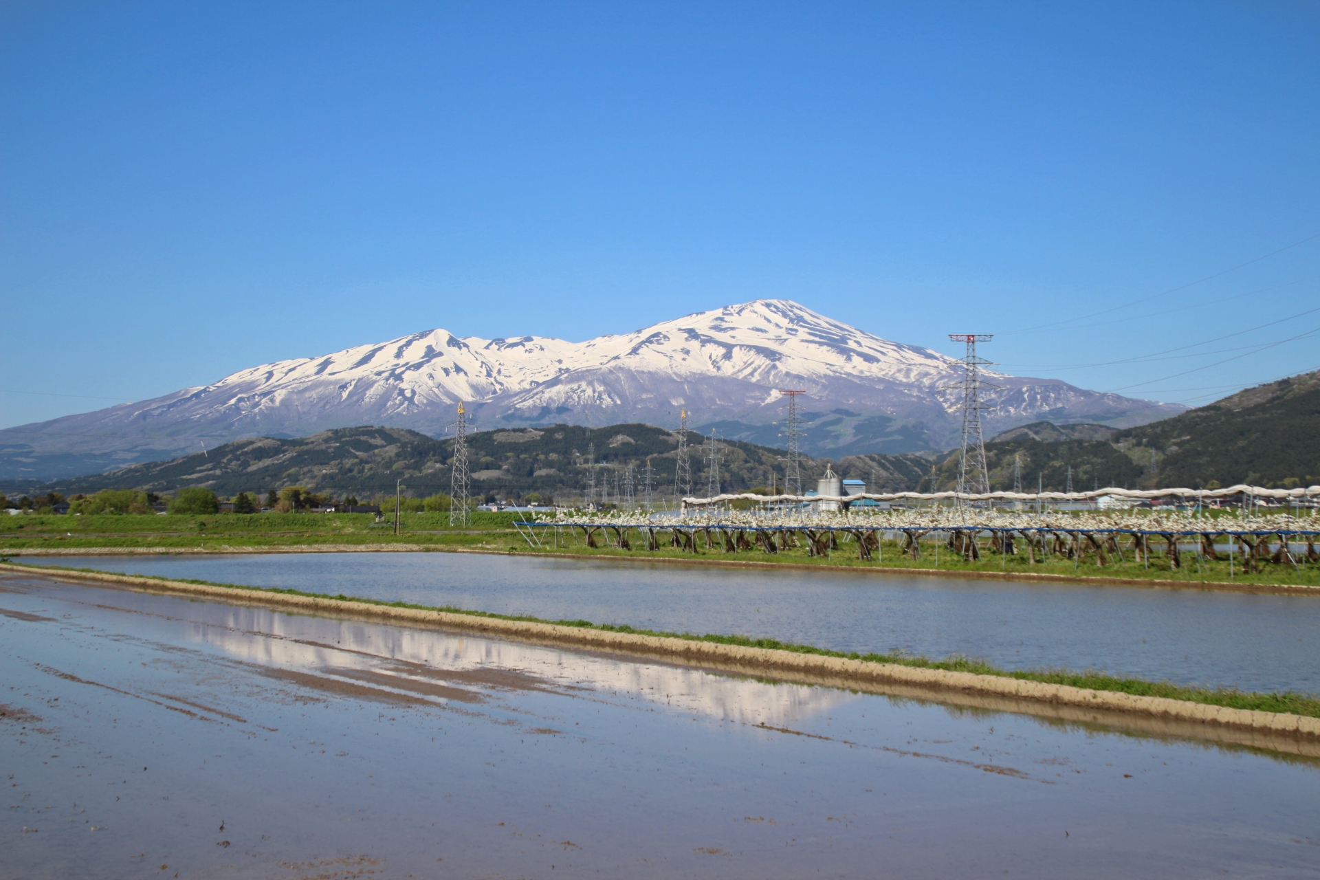 酒田市の水田、さくらんぼ栽培、鳥海山が一望できる風光明媚な場所