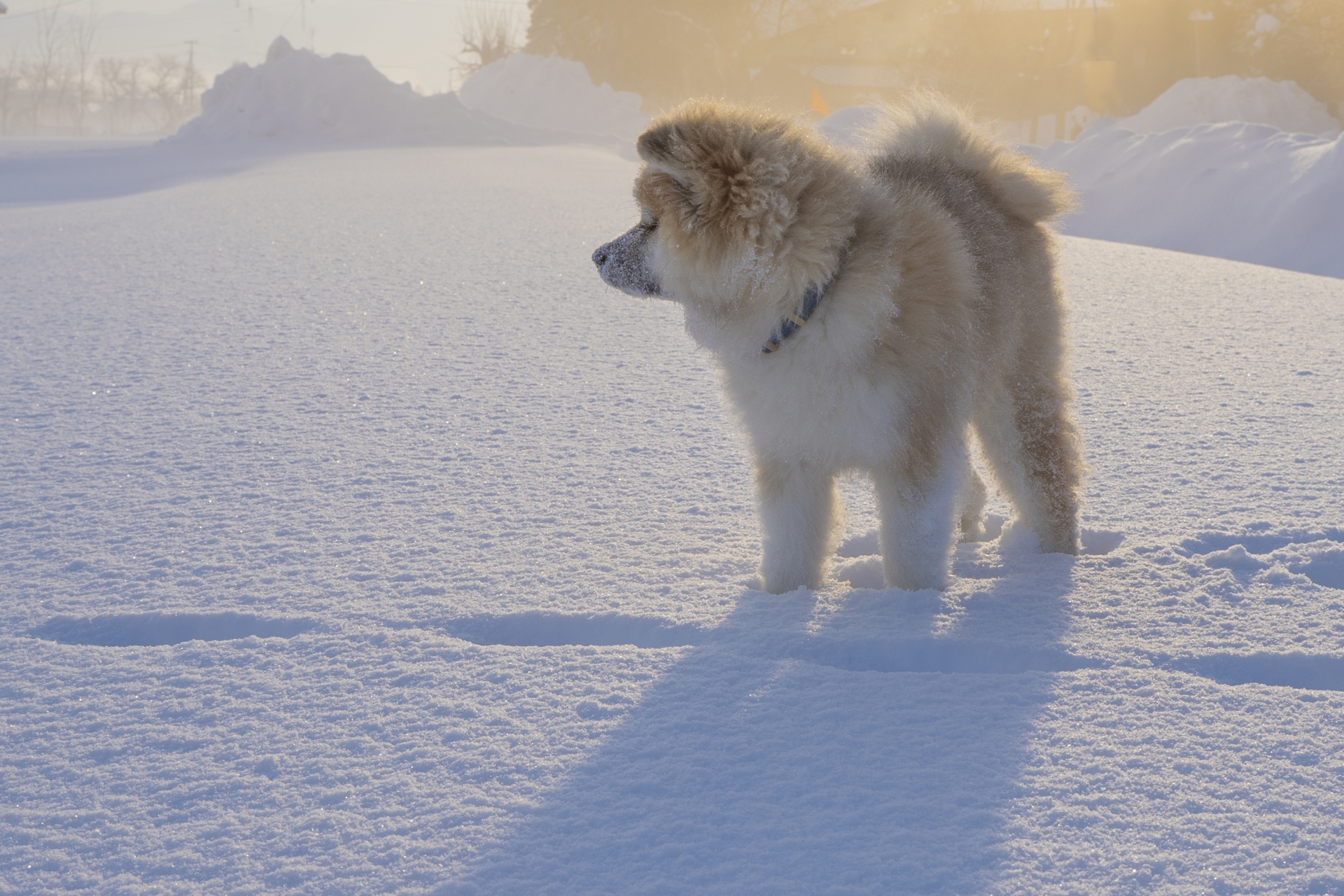雪と秋田犬