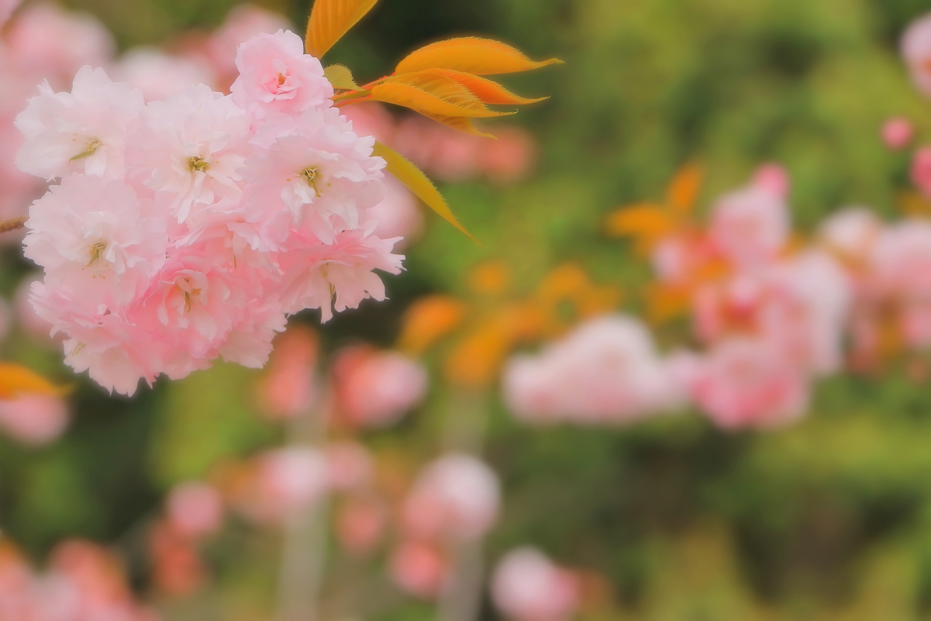 美しいピンクの塩竃桜