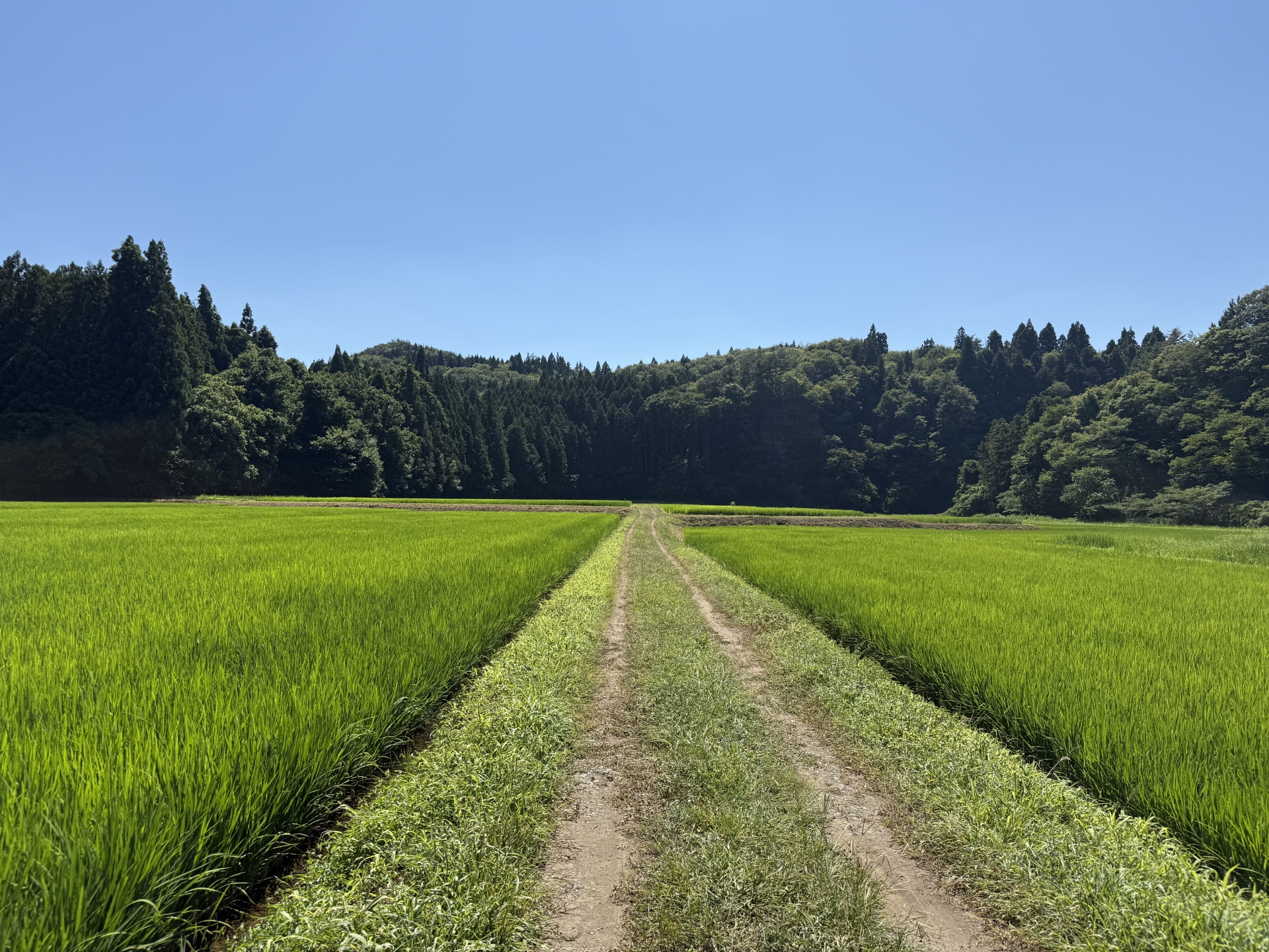 田んぼ道