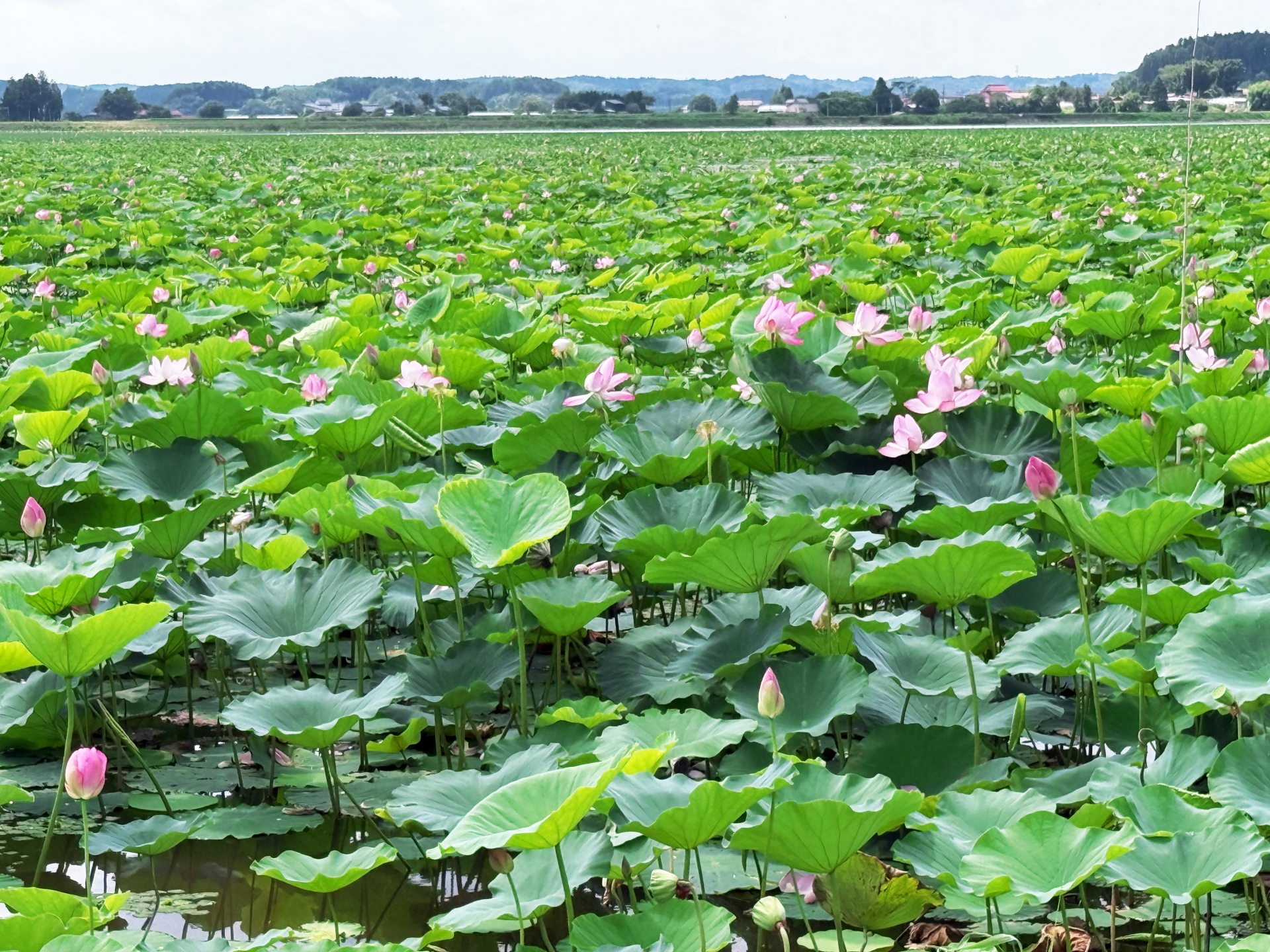 登米市蓮畑