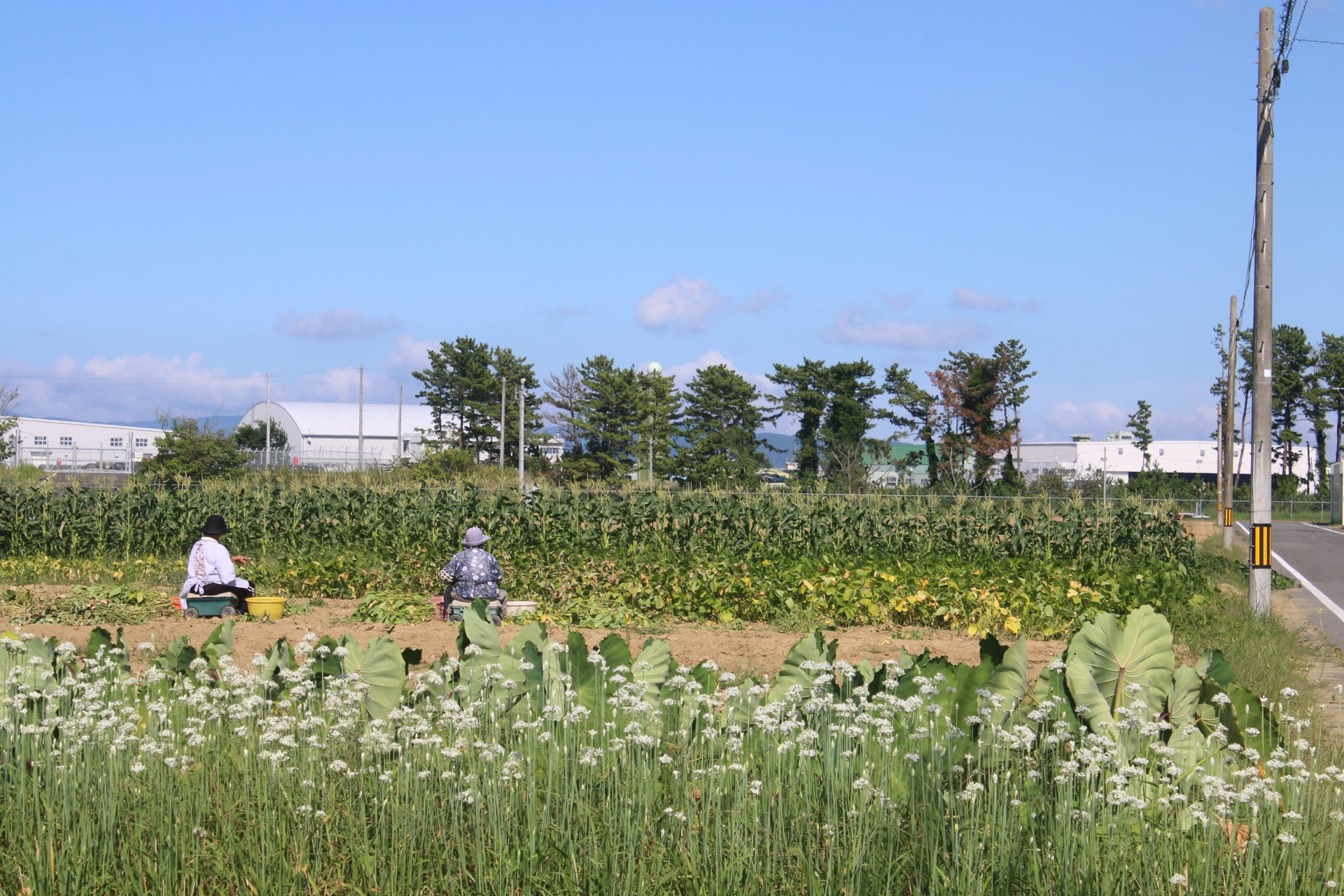 東松島市の農業風景
