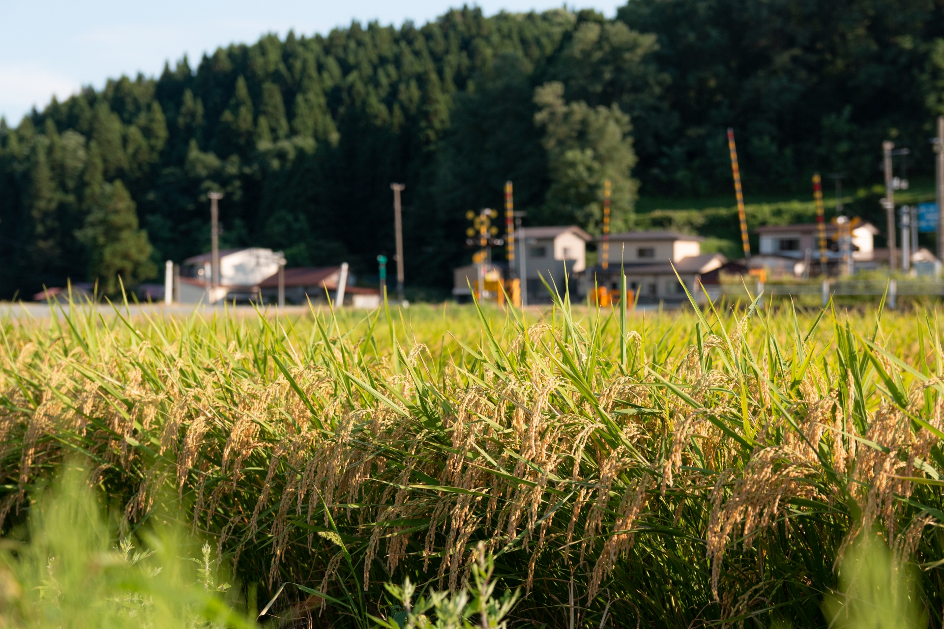 秋田県男鹿市の稲穂と踏切