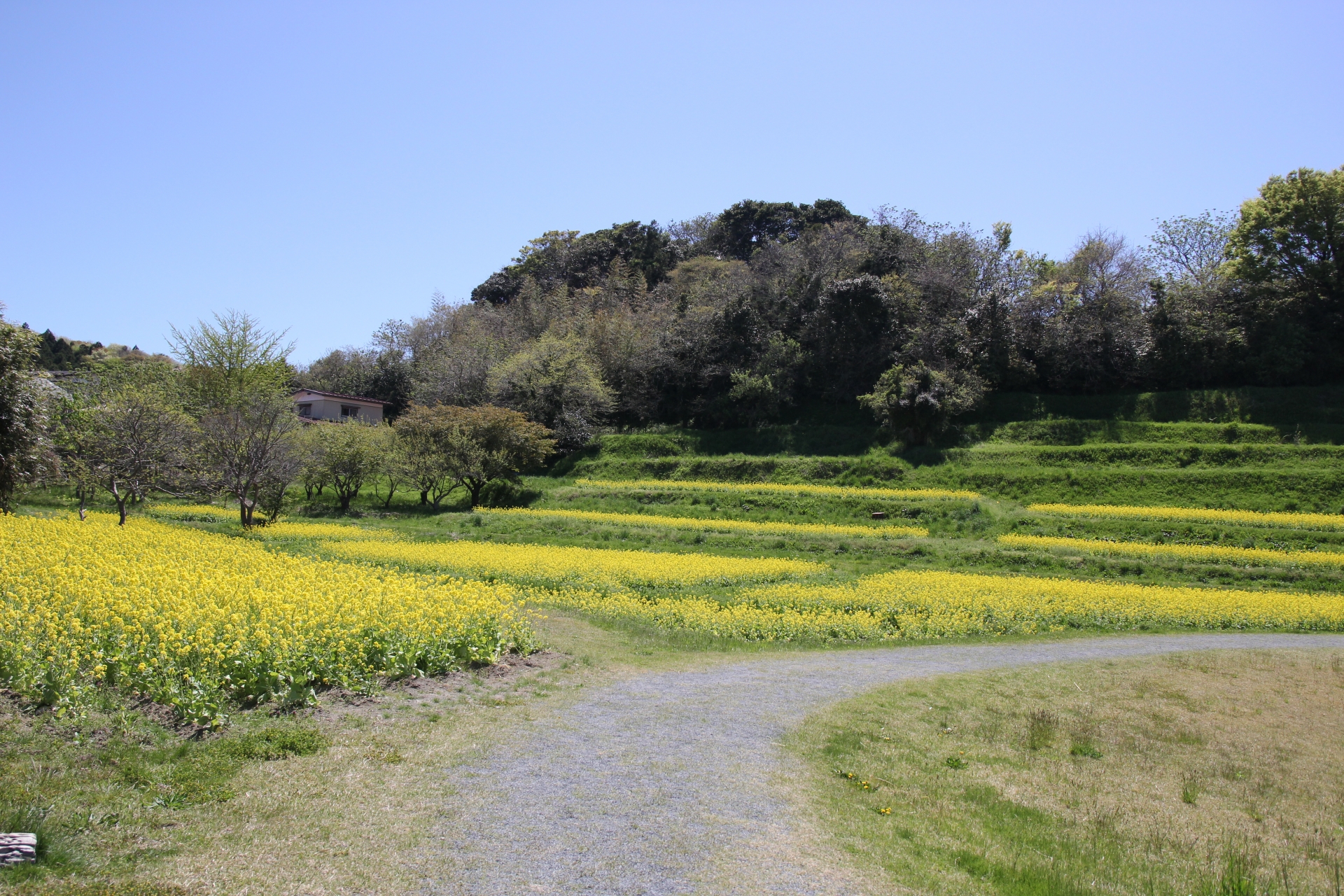 菜の花畑のある風景　奥松島