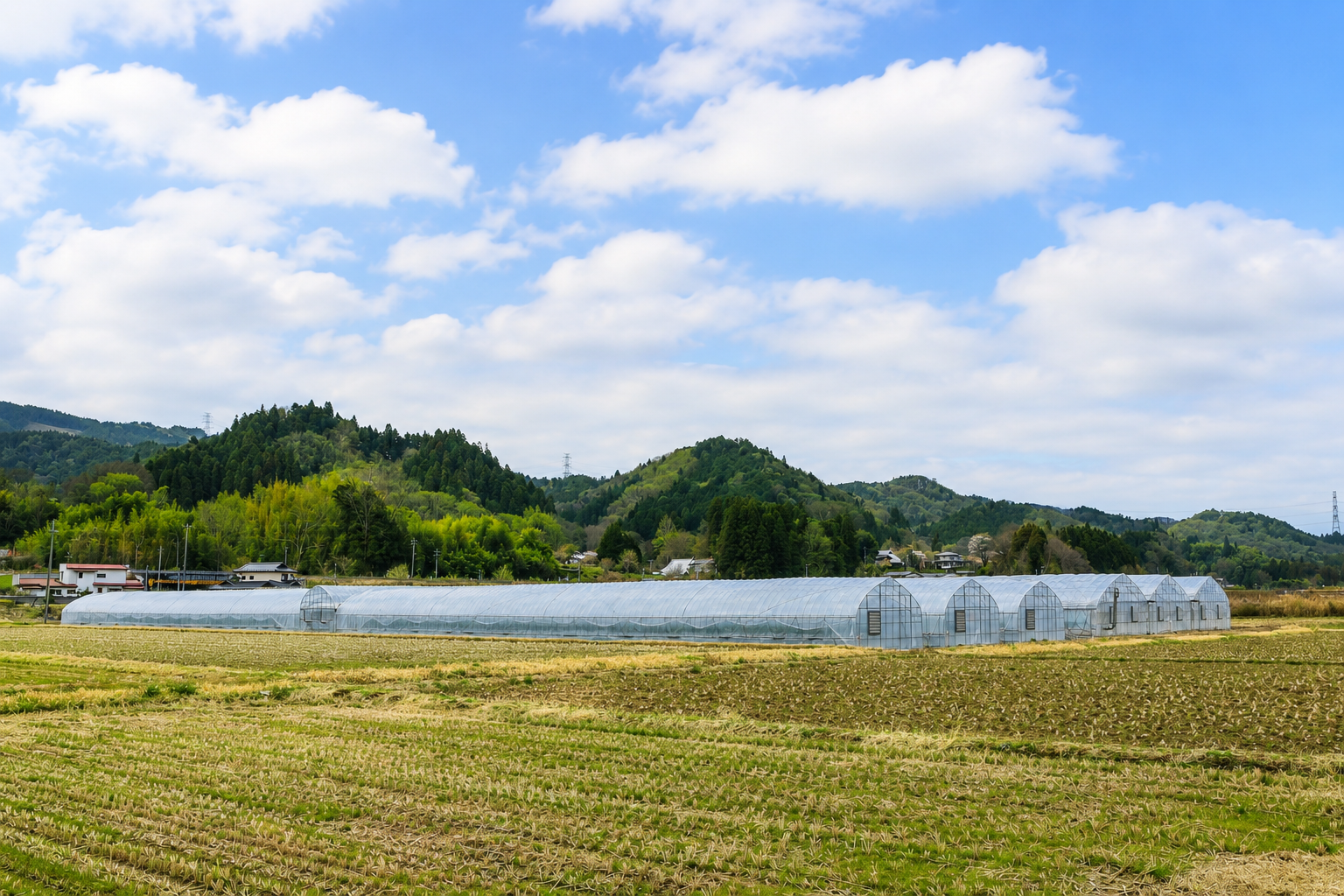 田んぼの中に長いビニールハウスが何棟も建てられている様子
